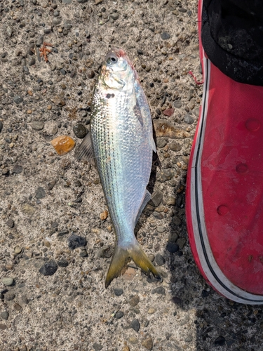 コノシロの釣果