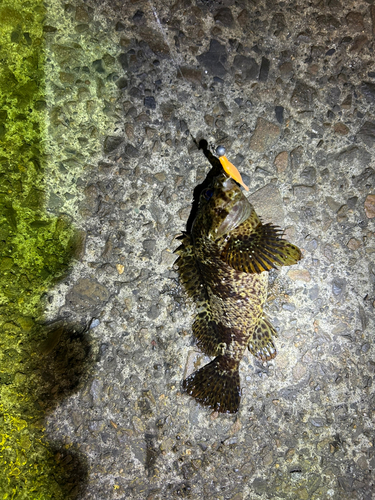 タケノコメバルの釣果