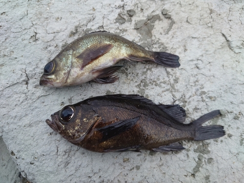 メバルの釣果