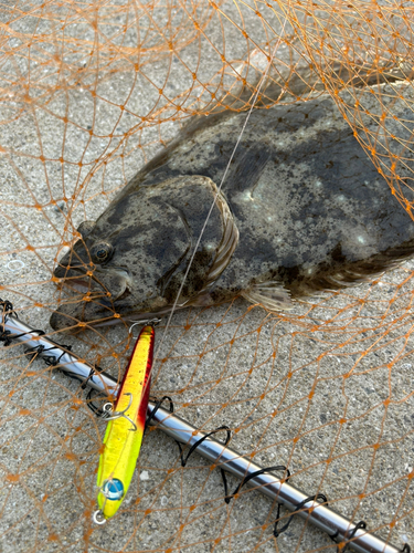 ヒラメの釣果