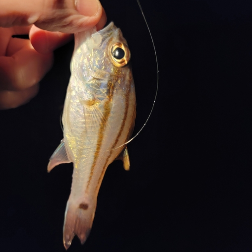 ネンブツダイの釣果