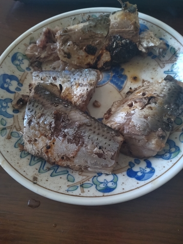 コノシロの釣果