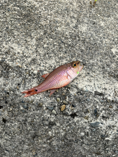 ネンブツダイの釣果