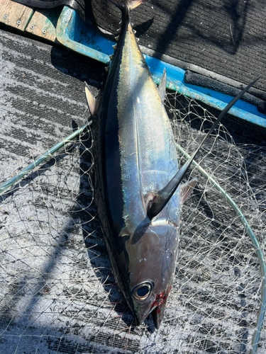 ビンチョウマグロの釣果