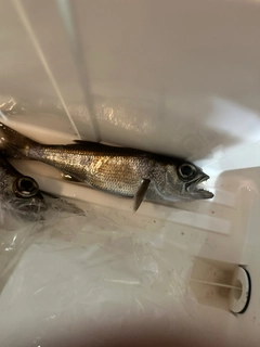 ムツの釣果
