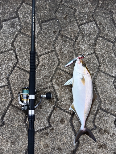 鹿児島湾南部