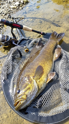 スモールマウスバスの釣果