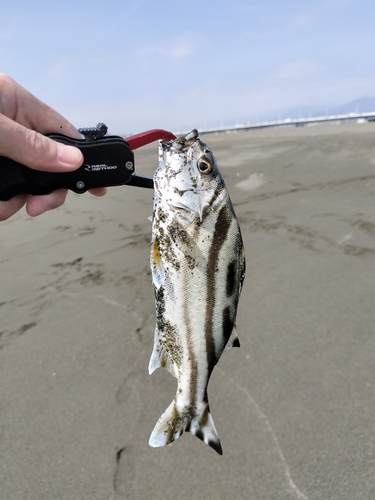 シマイサキの釣果