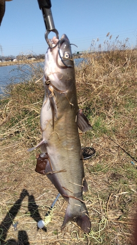 アメリカナマズの釣果