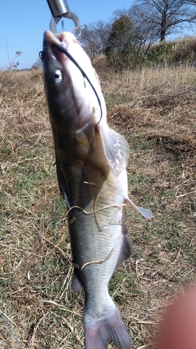 アメリカナマズの釣果