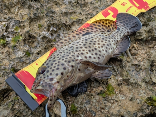 ヒレグロハタの釣果