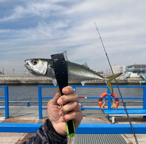 サバの釣果