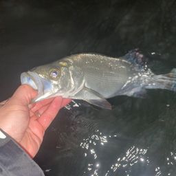 セイゴ（ヒラスズキ）