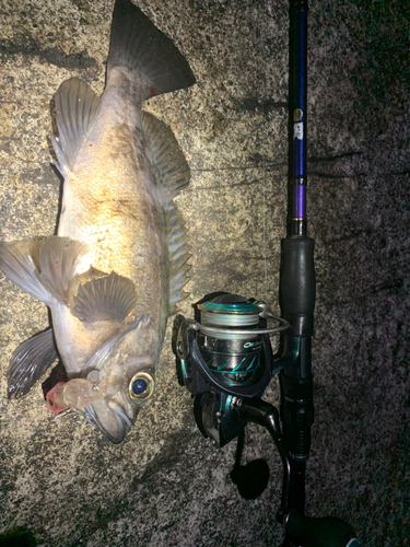 シロメバルの釣果