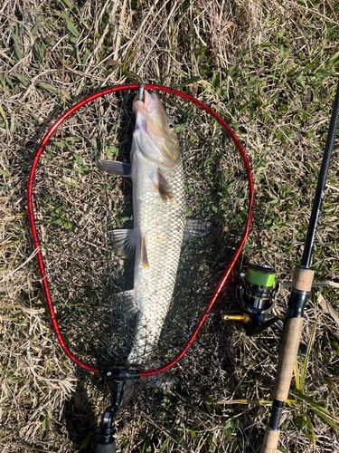 ニゴイの釣果