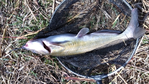 アメリカナマズの釣果