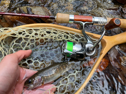 イワナの釣果