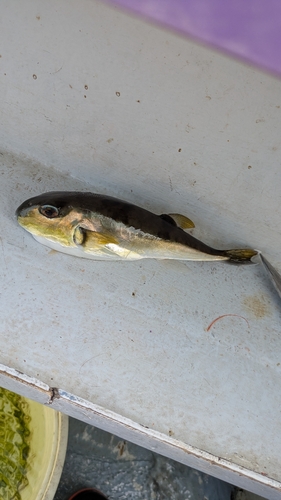 シロサバフグの釣果