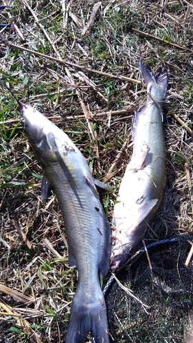 アメリカナマズの釣果