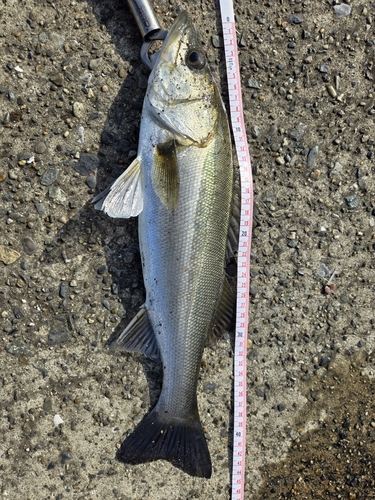 フッコ（マルスズキ）の釣果