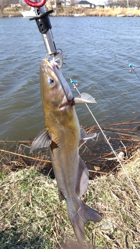 アメリカナマズの釣果