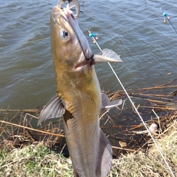 アメリカナマズ