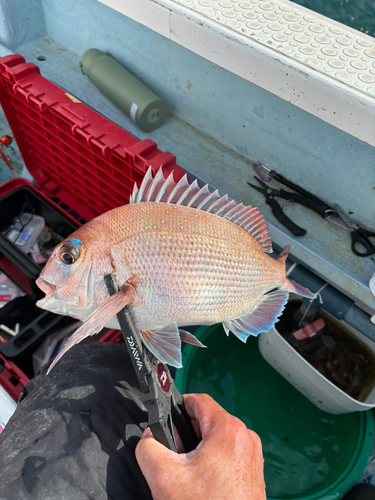 マダイの釣果