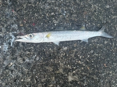 オオメカマスの釣果
