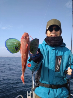 ホウボウの釣果