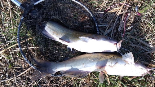 アメリカナマズの釣果