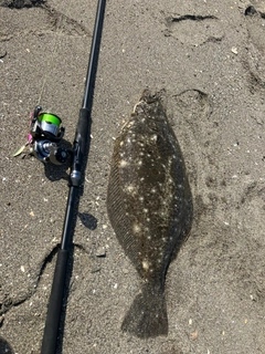 ヒラメの釣果