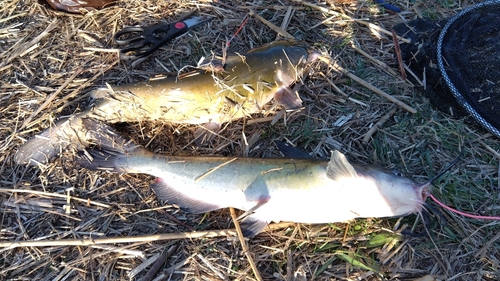 アメリカナマズの釣果