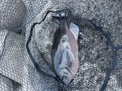 メジナの釣果