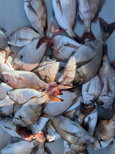 マダイの釣果