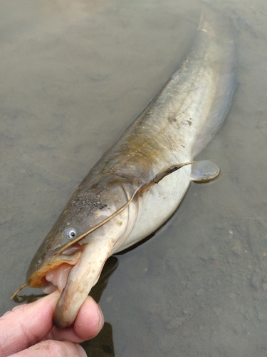 ナマズの釣果