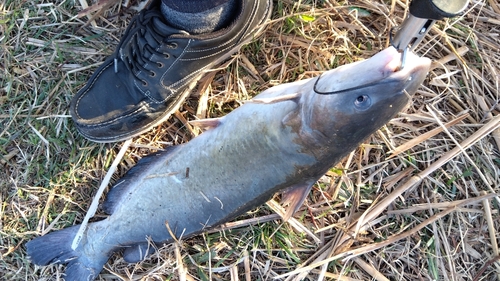 アメリカナマズの釣果