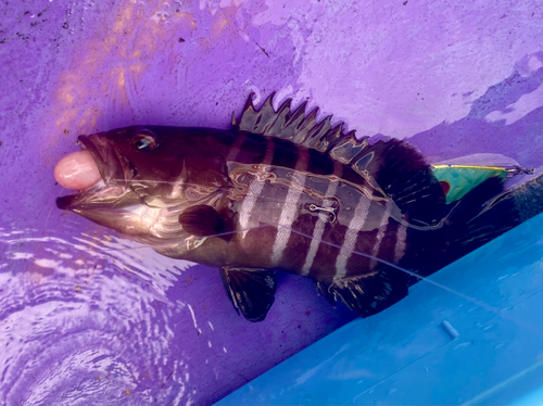 マハタの釣果