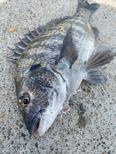 チヌの釣果