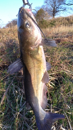 アメリカナマズの釣果