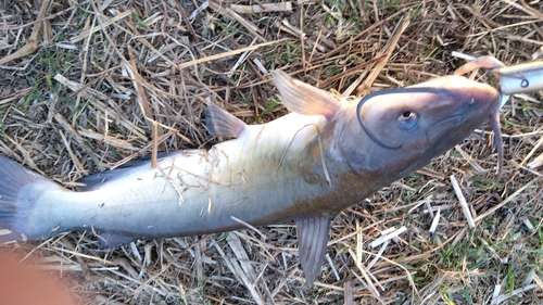 アメリカナマズの釣果