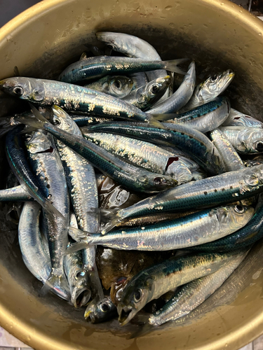 イワシの釣果