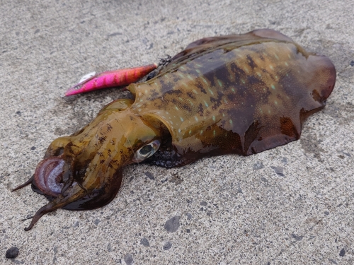 アオリイカの釣果