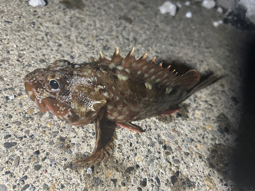 カサゴの釣果