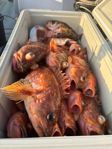 ウッカリカサゴの釣果