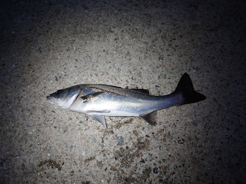 ハネ（マルスズキ）の釣果