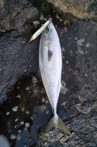 メジロの釣果