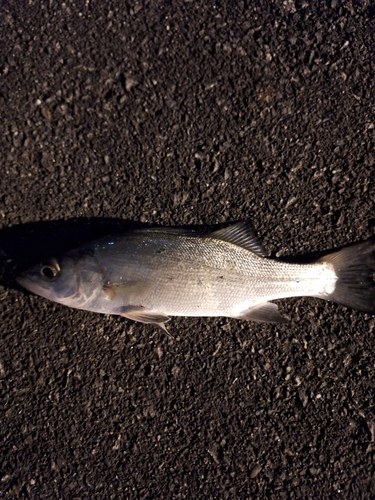 セイゴ（ヒラスズキ）の釣果