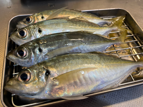 アジの釣果