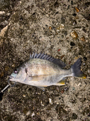 キビレの釣果