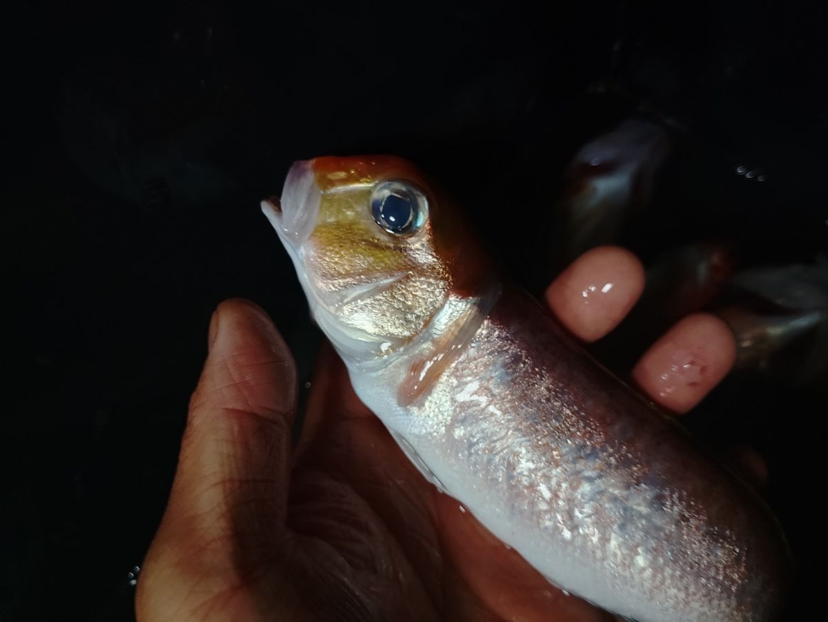 初心者アングラー(陸封型)さんの釣果 2枚目の画像